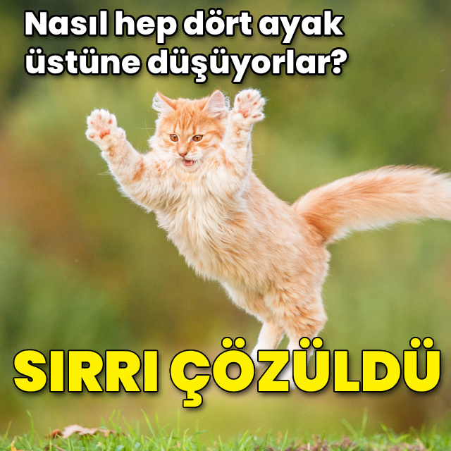 Kediler nasıl hep dört ayak üstüne düşüyor?