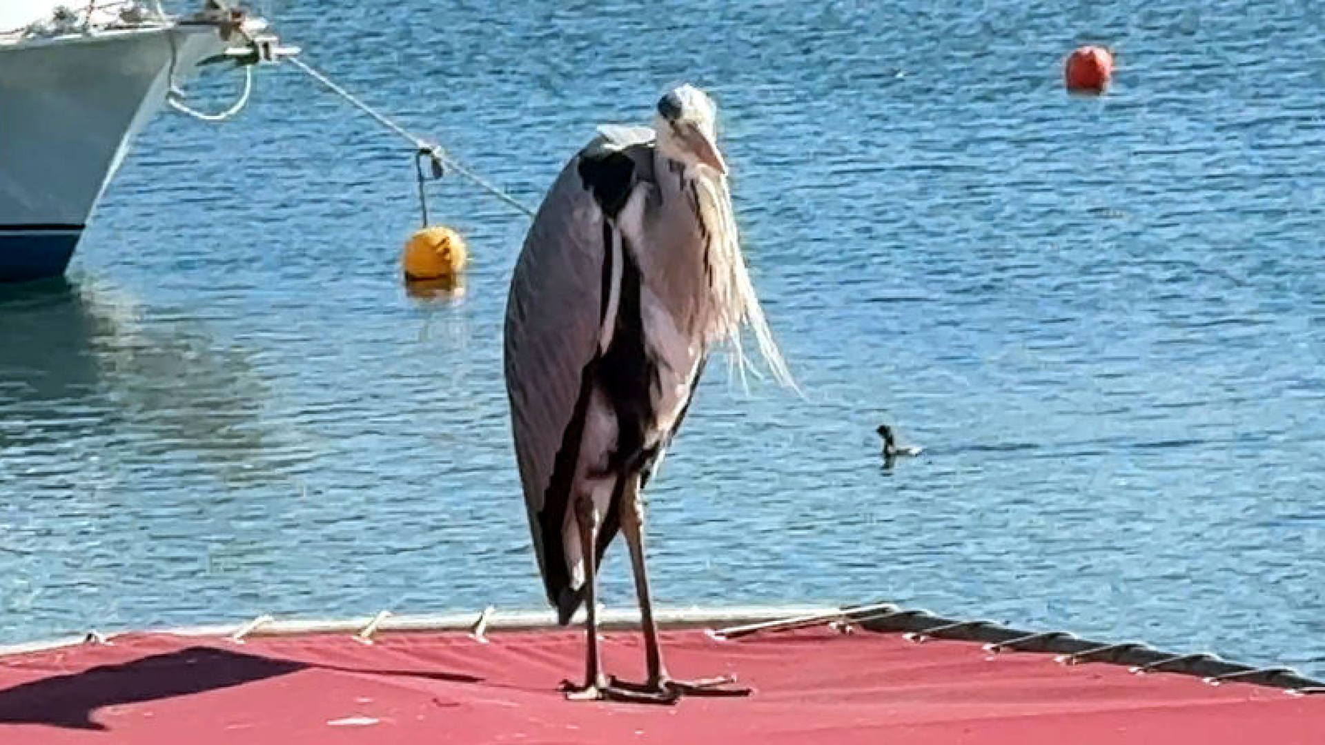 Avcılar'da 'Cabbar' isimli balıkçıl barınağın maskotu oldu