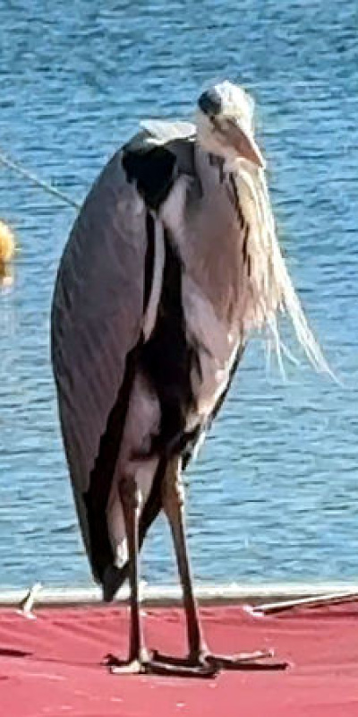 Avcılar'ın maskotu Cabbar! "Yaren gibi o da burada"