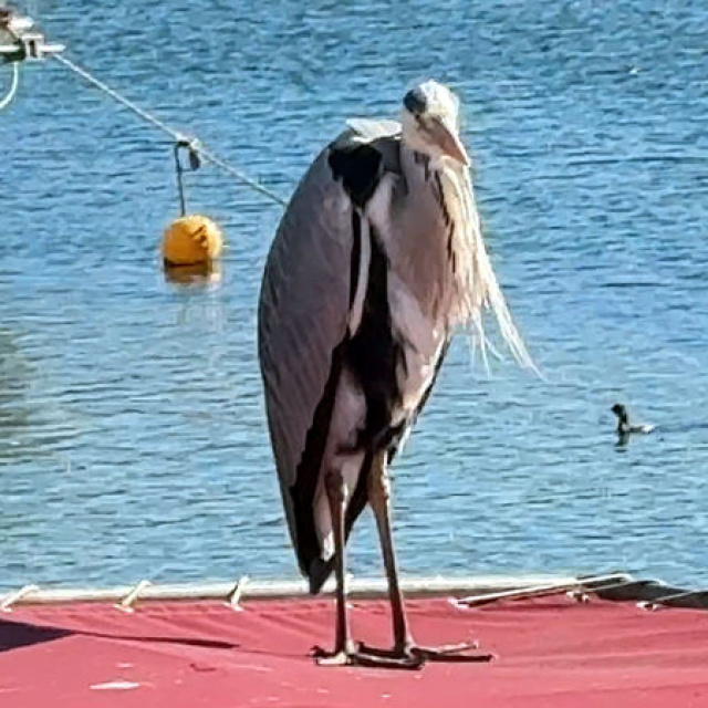 Avcılar'ın maskotu Cabbar! "Yaren gibi o da burada"
