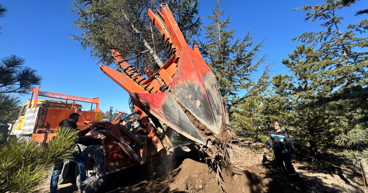 Kayseri'de Ağaç Nakil Çalışmaları Başlıyor