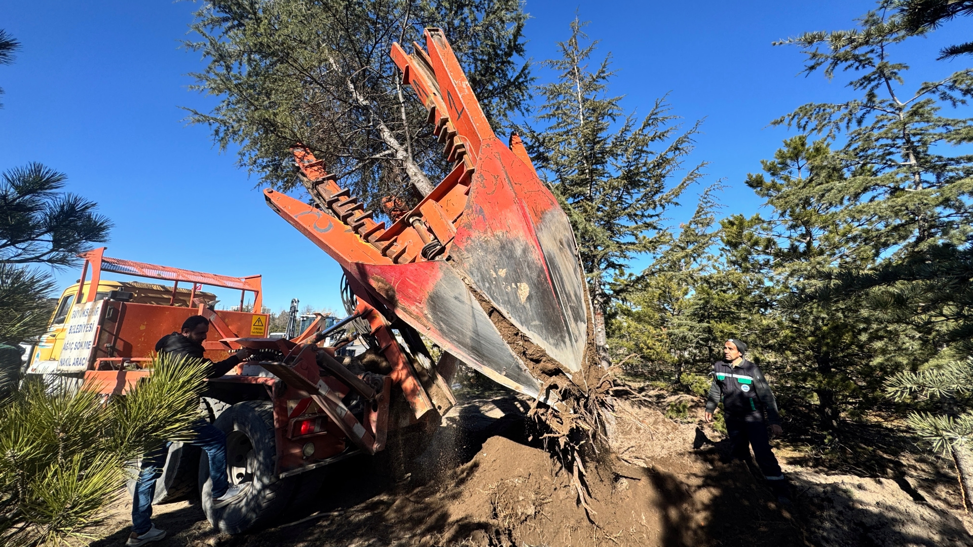 Kayseri'de çalışma öncesi ağaçlar taşınıyor | Son dakika haberleri