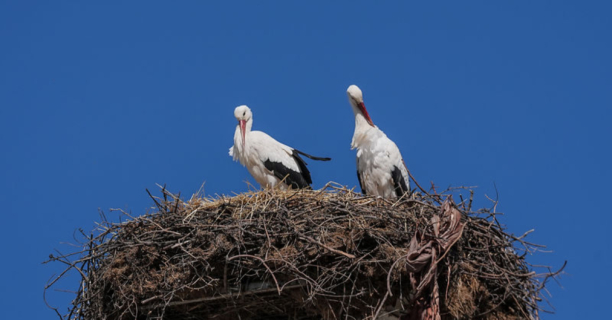 Yaren Leylek ve Nazlı Bursa'yı Ziyaretine