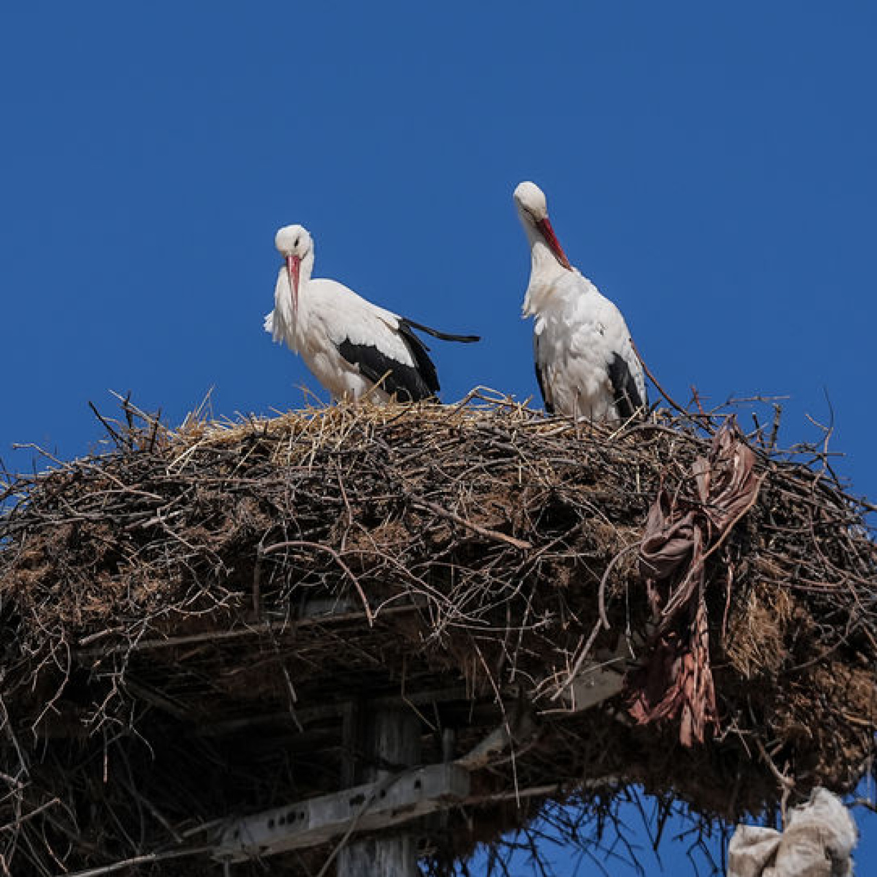 Yaren Leylek, eşi Nazlı ile buluştu
