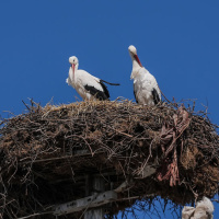 Yaren Leylek, eşi Nazlı ile buluştu