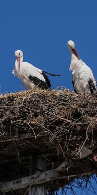 Yaren Leylek, eşi Nazlı ile buluştu