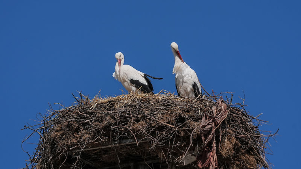 Yaren Leylek, eşi Nazlı ile buluştu