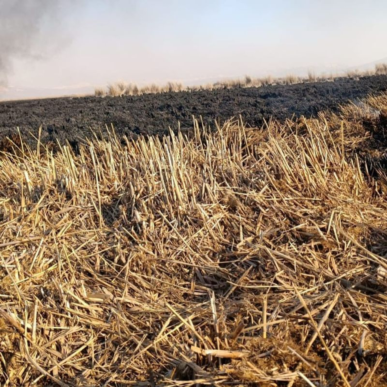 Sultan Sazlığı Milli Parkı'ndaki yangın 4 günde söndürüldü