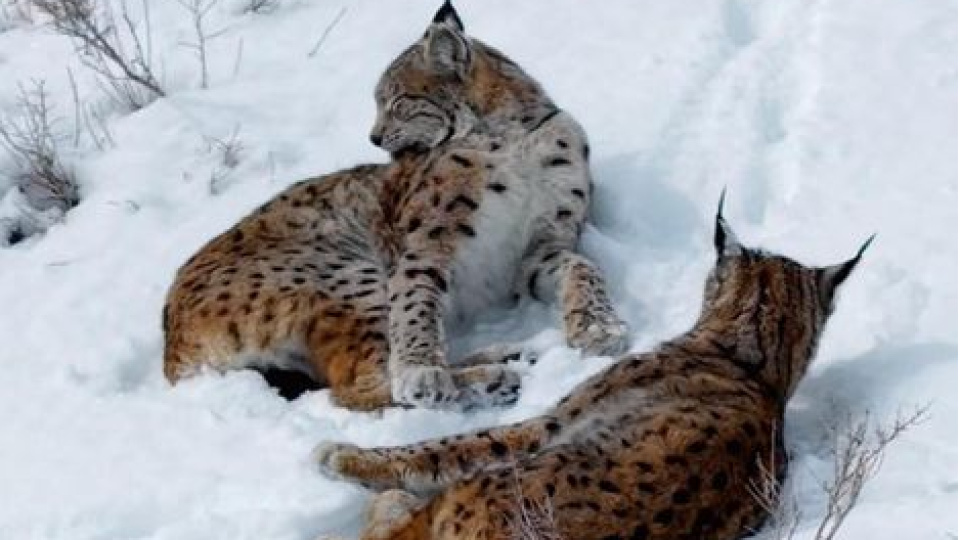 Kar üstünde vaşak ailesi görüntülendi