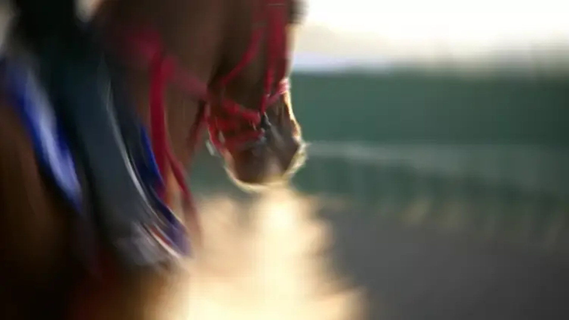 Son dakika: Sakatlanan yarış atı kavurma yapıldı iddiası! | Son dakika haberleri