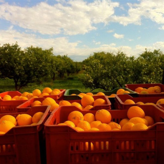 Portakal bahçesinde zehir alışverişi