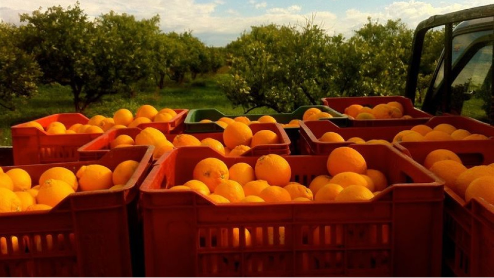 Portakal bahçesinde zehir alışverişi