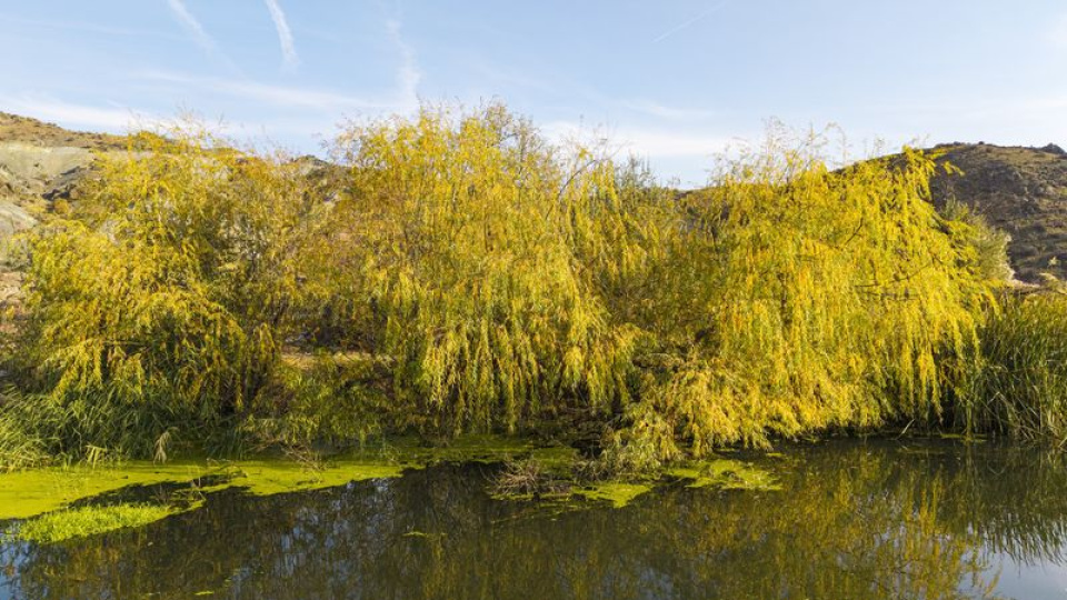 Teklif Meclis'te: Ormanlara 3 hektar şartı
