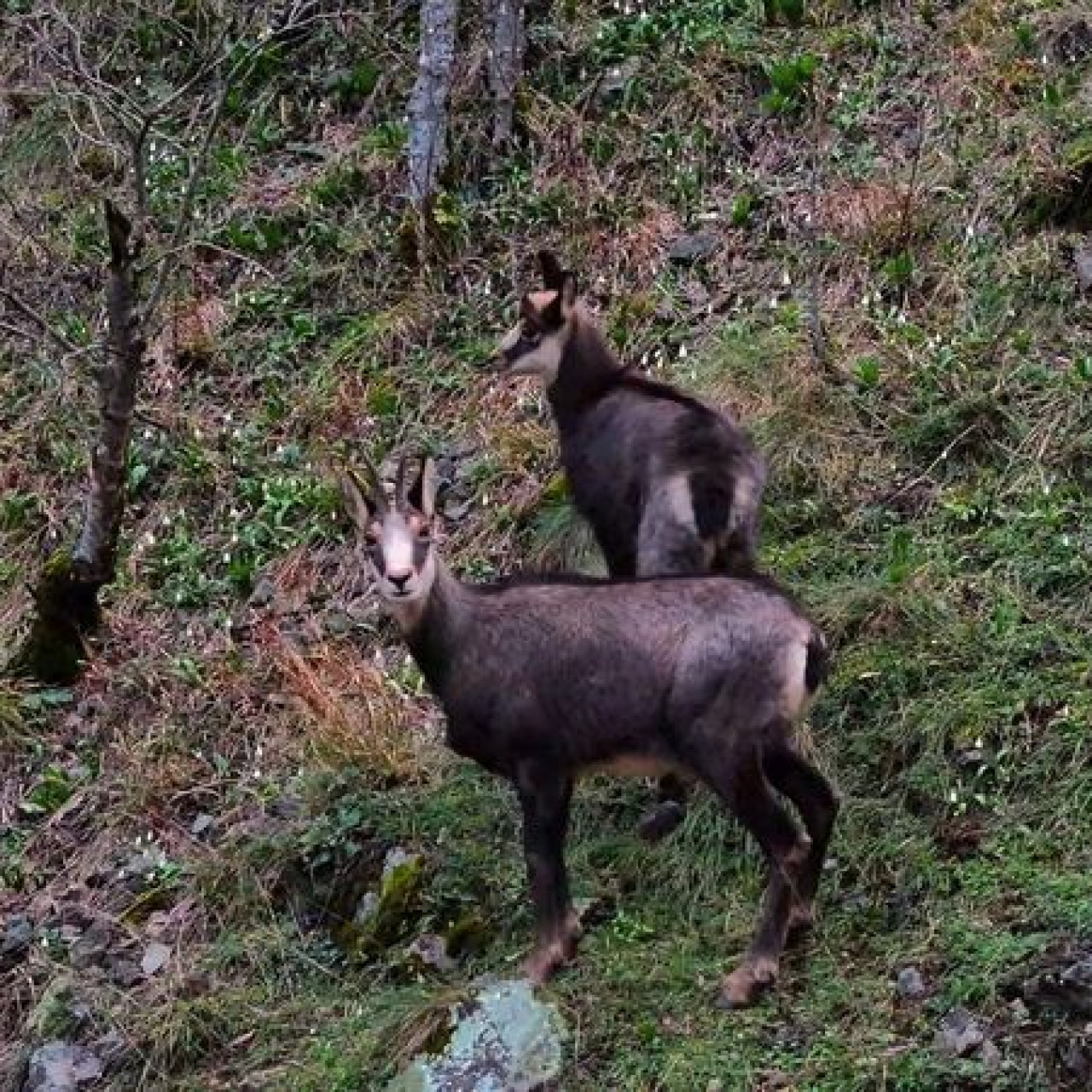 Türkiye’de en düşük rakımda yalnızca Gümüşhane’de görülüyor
