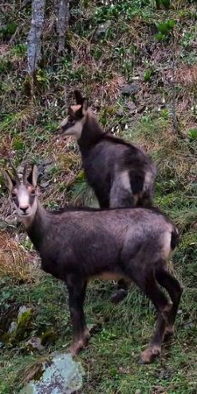 Türkiye’de en düşük rakımda yalnızca Gümüşhane’de görülüyor