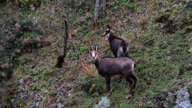Türkiye’de en düşük rakımda yalnızca Gümüşhane’de görülüyor