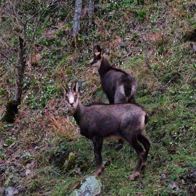 Türkiye’de en düşük rakımda yalnızca Gümüşhane’de görülüyor