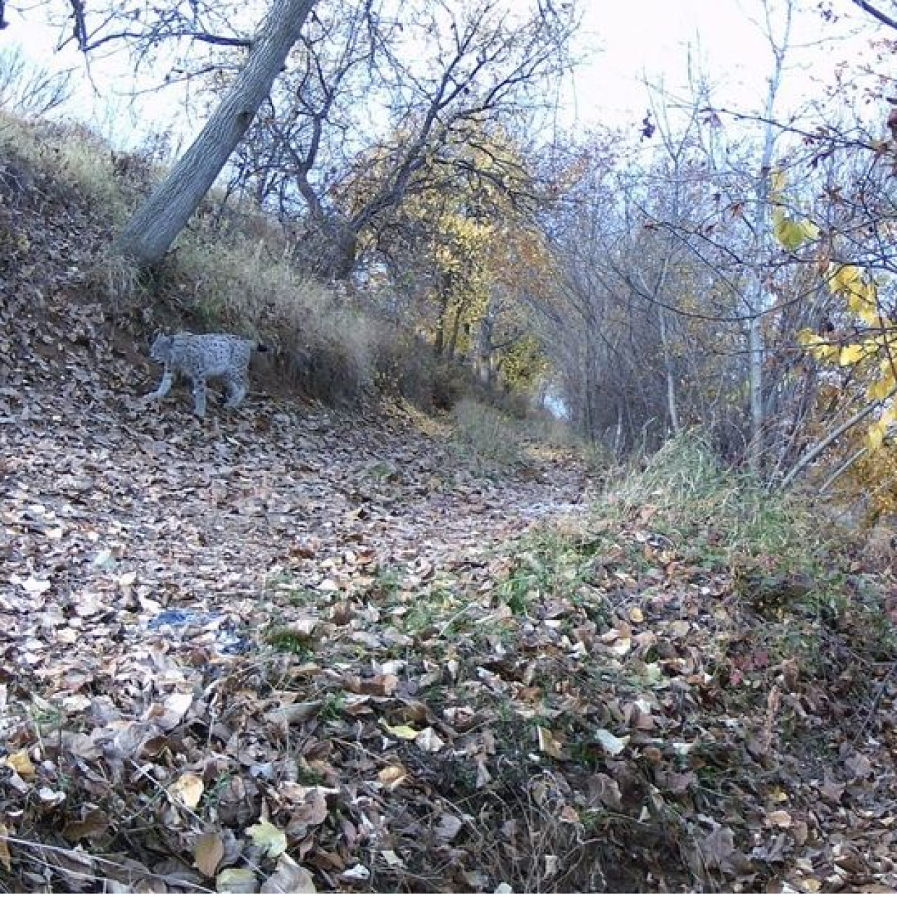'Ormanın hayaleti' güvenlik kamerasında