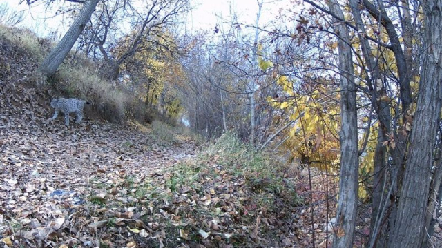 'Ormanın hayaleti' güvenlik kamerasında