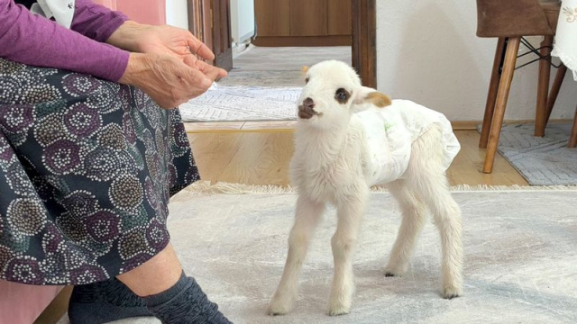 Öksüz kuzu Balım şefkatle hayata tutundu
