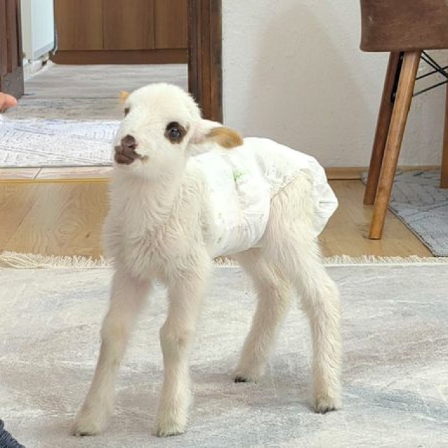 Öksüz kuzu Balım şefkatle hayata tutundu