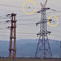 Görenler nefesini tuttu... Şov değil mesai!