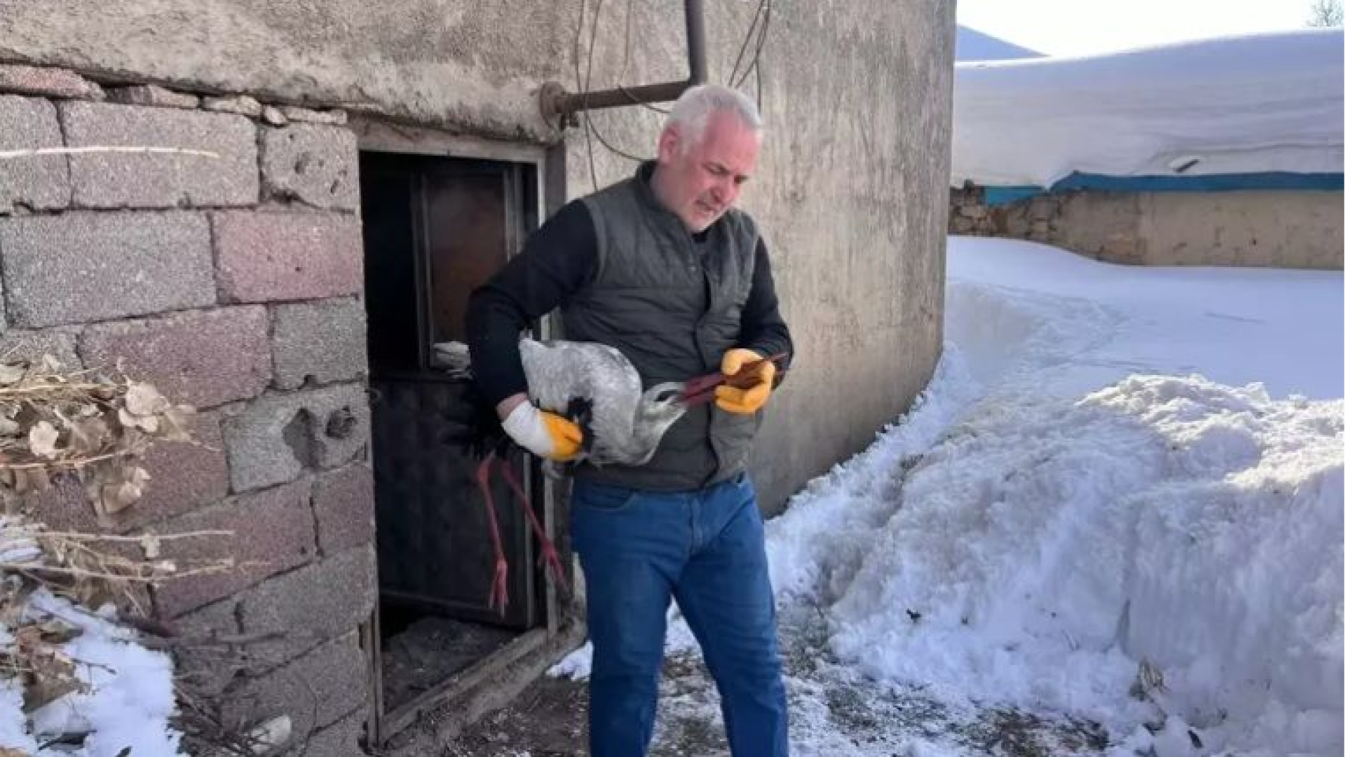 Hakkari'de Donmak Üzereyken Bulunan Leylek, 2.5 Aylık Bakımın Ardından Doğaya Kavuştu