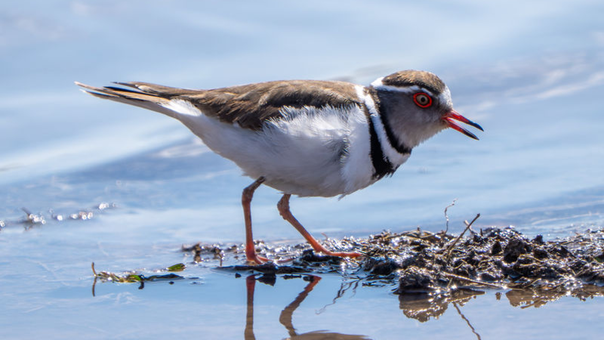 'Takkeli cılıbıt' Türkiye'de ilk kez, Gaziantep'te görüldü
