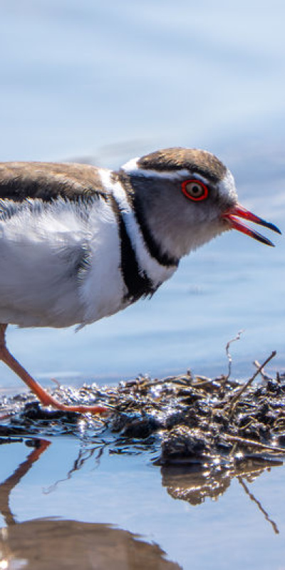 Türkiye'de ilk kez, Gaziantep'te görüldü