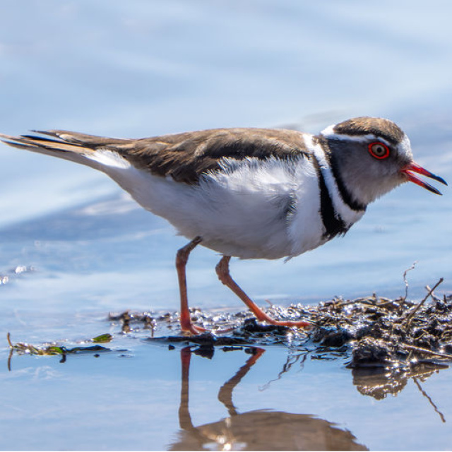 Türkiye'de ilk kez, Gaziantep'te görüldü
