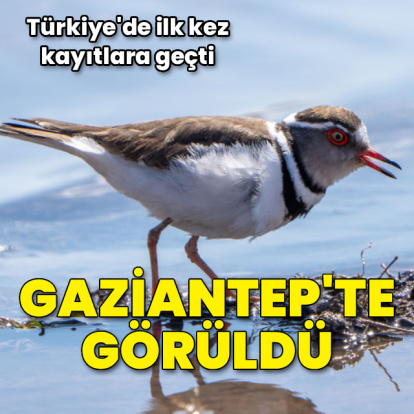 Türkiye'de ilk kez, Gaziantep'te görüldü