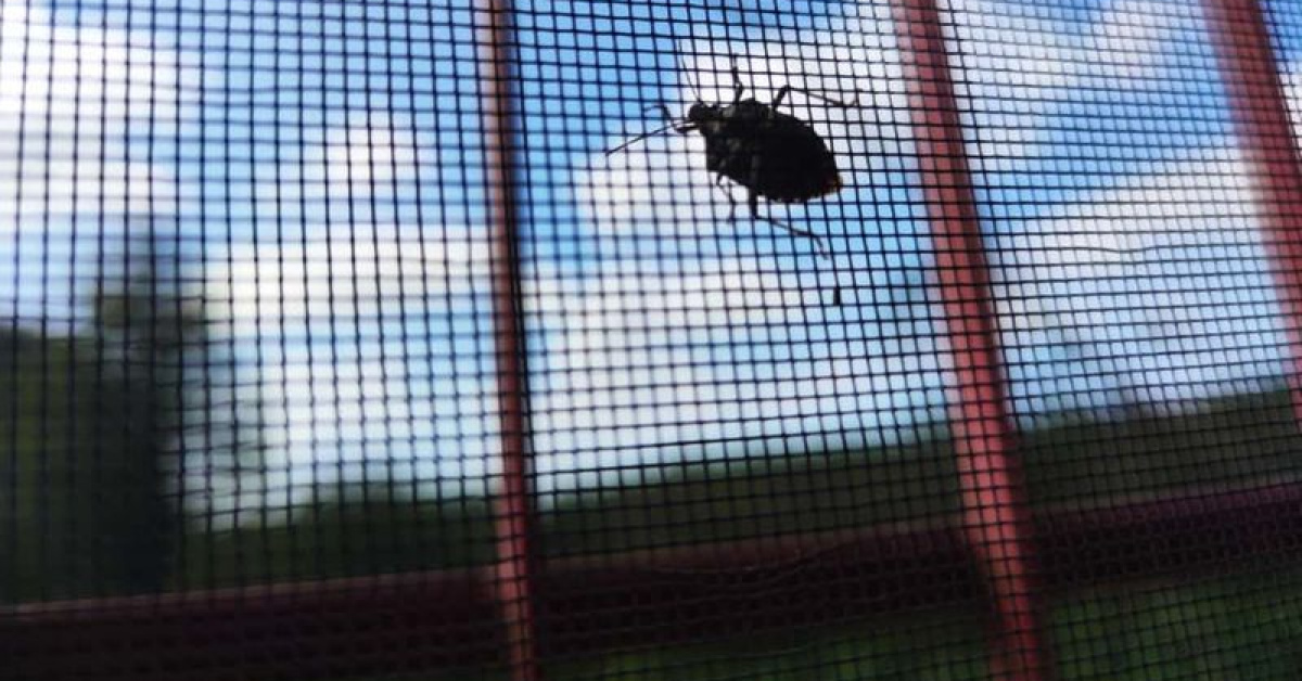 Kokarca için yerli biyolojik ürün geliştirilecek | Son dakika haberler