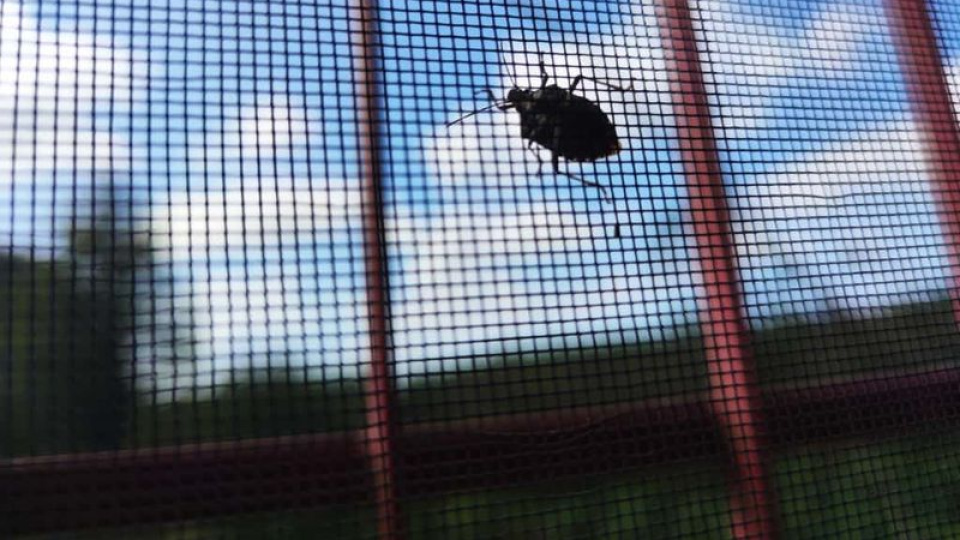 Kokarca için yerli biyolojik ürün geliştirilecek