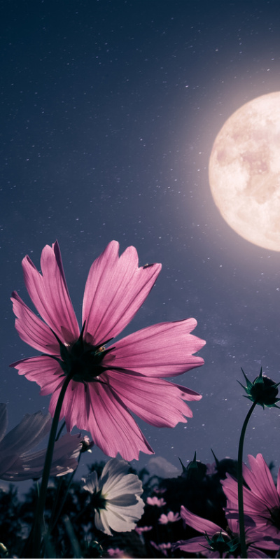 Bu çiçekler sadece karanlıkta açıyor