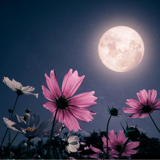 Bu çiçekler sadece karanlıkta açıyor