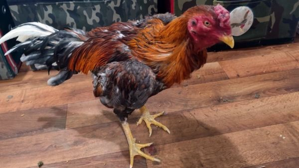 Sakarya'da 16 kişiye 185 bin 664 lira ceza