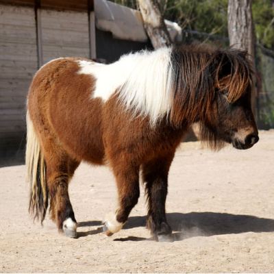 Bayramda doğan 'Şeker', 1 yaşına giriyor
