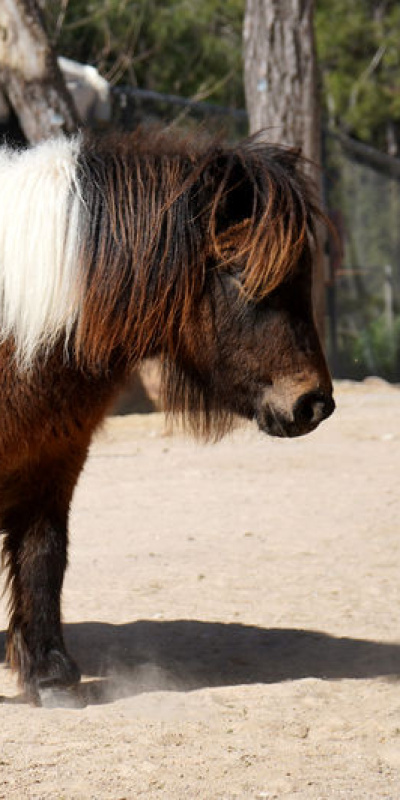 Bayramda doğan 'Şeker', 1 yaşına giriyor