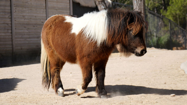 Bayramda doğan 'Şeker', 1 yaşına giriyor