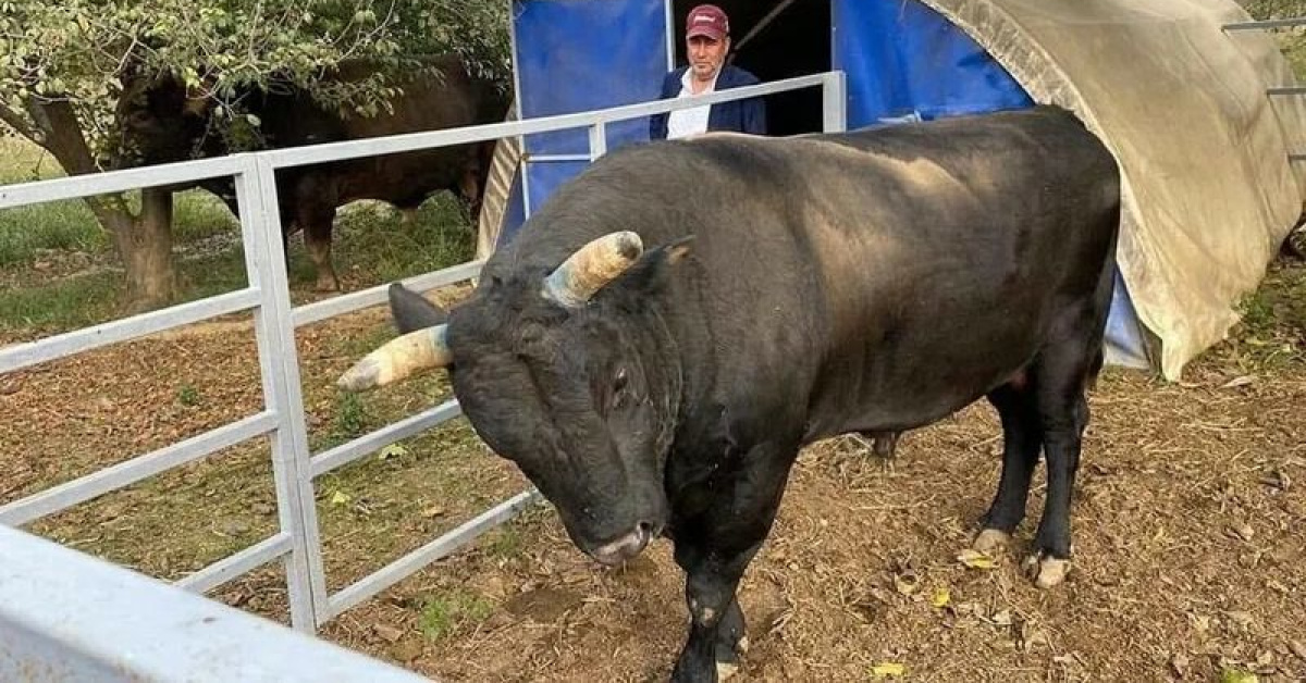 Aydın'da Boğa Sahibinin Hastanelik Ettigi Olay