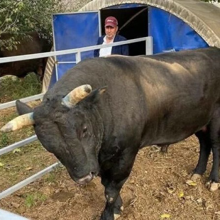 Boğa, sahibini hastanelik etti