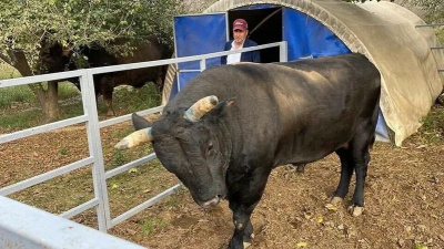 Boğa, sahibini hastanelik etti