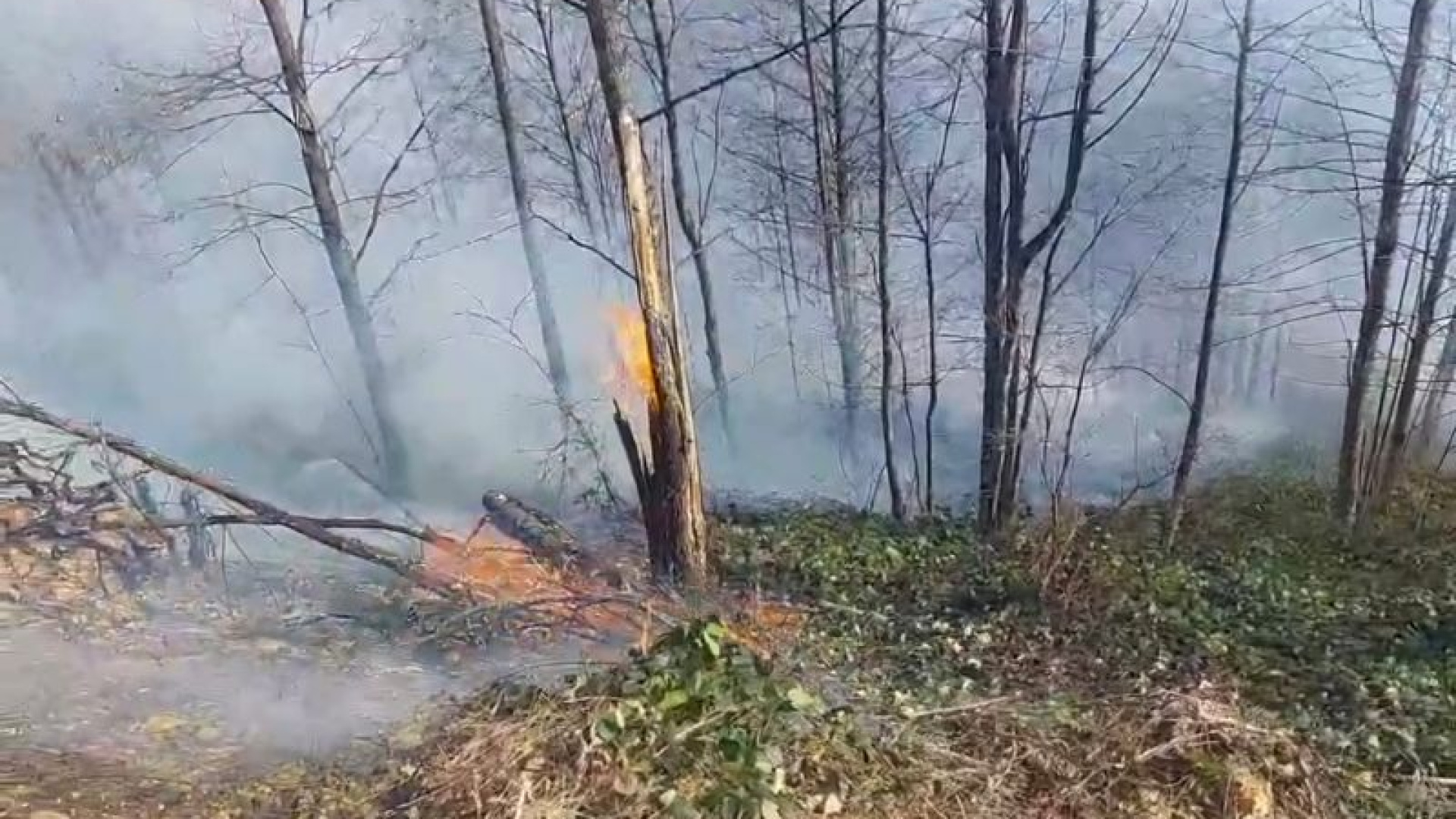 Kastamonu Üniversitesi, Orman Yangını Risk Haritası Oluşturacak