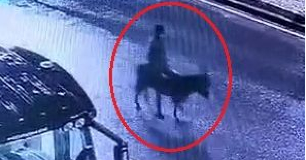 Kayseri'deforklift ile kuyumcu dükkanı çaldığı veeşekle kaçtığı