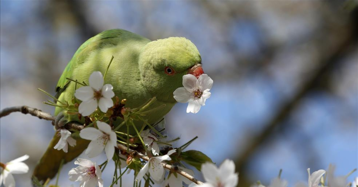 21 Mart Ekinoksu ile Baharın Başlangıcı