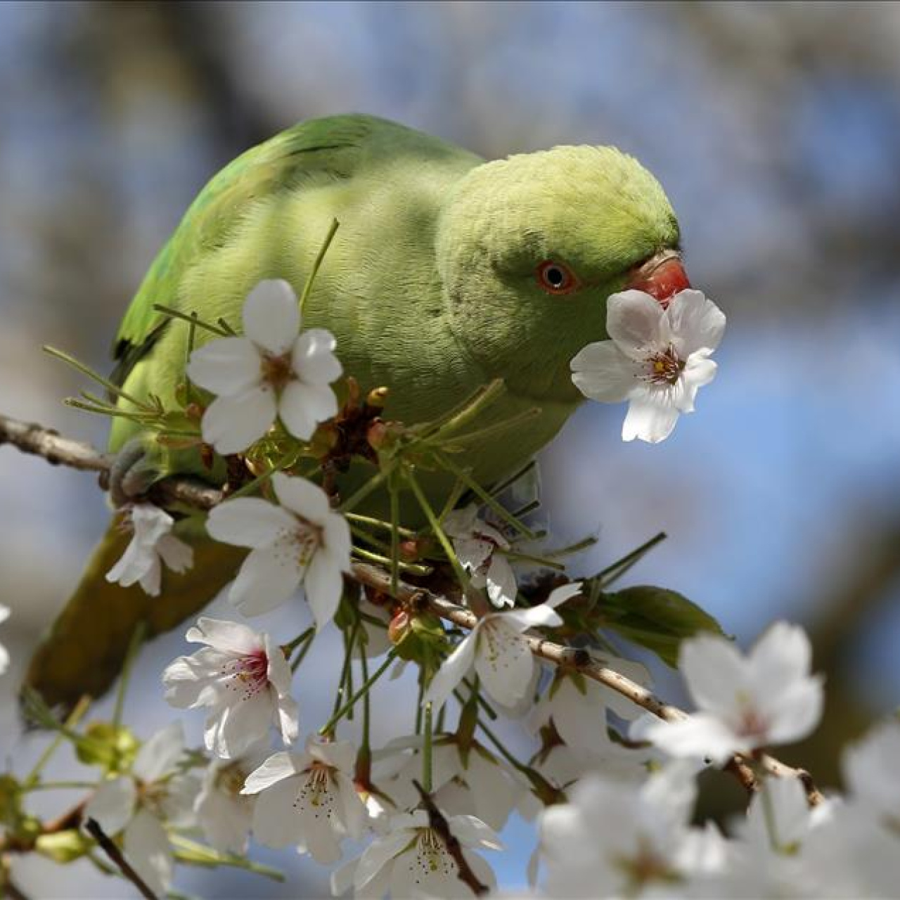 21 Mart Ekinoksu: İlkbaharın Başlangıcı ve Gece-Gündüz Eşitliği