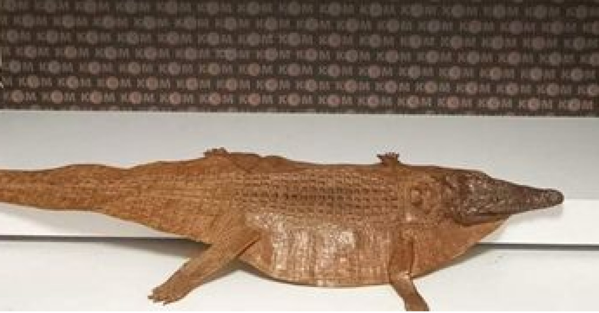 Afyon'da Timsah Derisi Bulundu! Araçta İki Kişinin Gözaltına Alındığı Olay