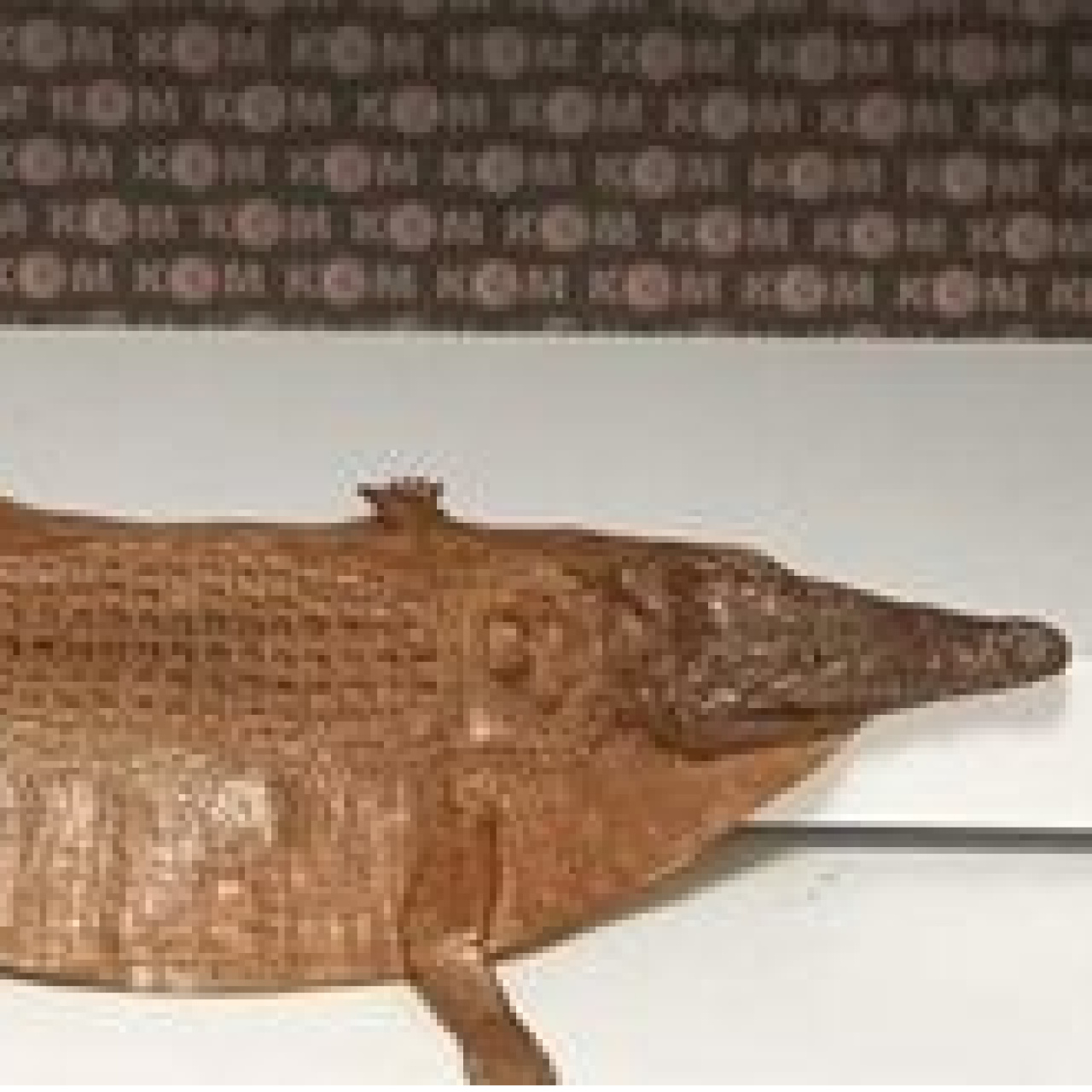 Denetimde timsah derisi bulundu!