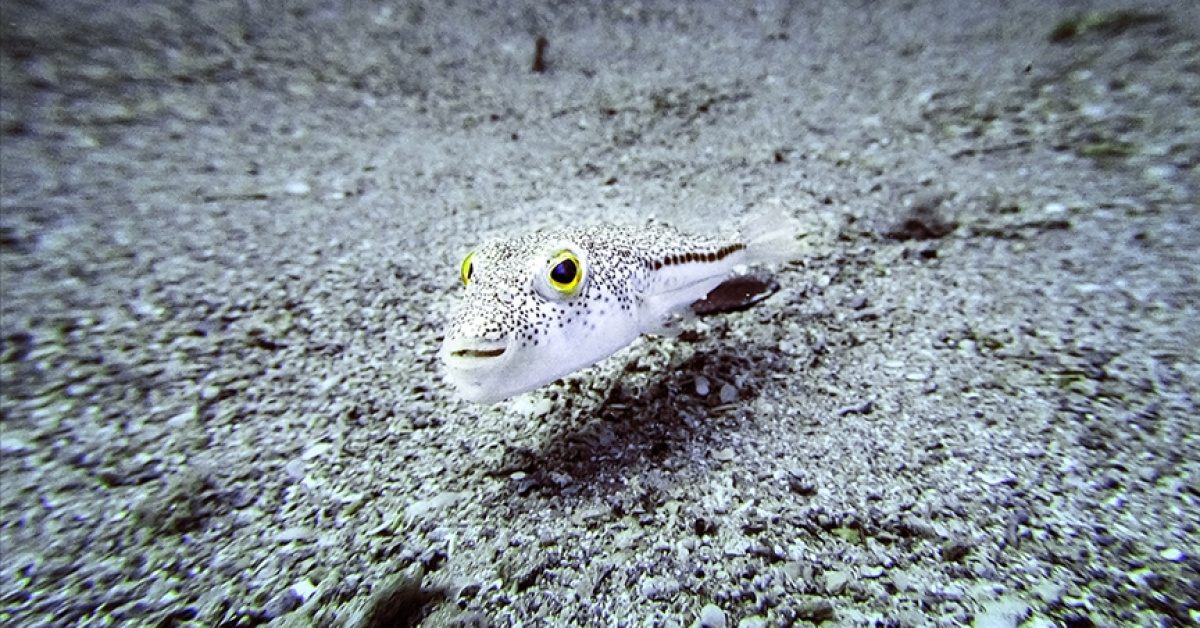 İstilacı Türlerle Mücadelede Yeni Öneriler