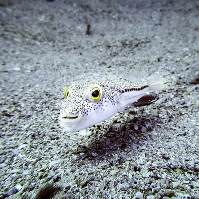 İstilacı türlerle mücadelede yeni düzenlemeler devreye alınıyor